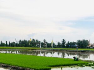 Bendungan Kusan Sangat Berpengaruh Bagi Pertanian