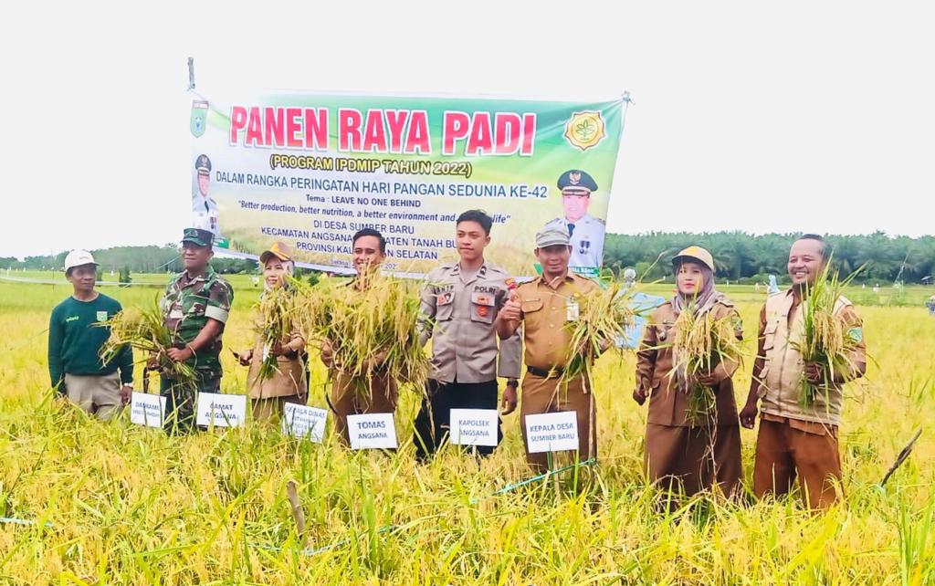 Panen Raya di Desa Sumber Baru Tiga Varietas Padi Unggulan